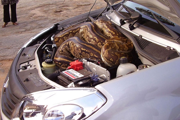 serpent moteur